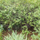 Japanese Barberry